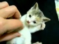 betapa lucunya kelakuan anak kucing ini - video