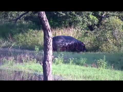 Djuma: Hippo leaving - 07:00 - 02/21/2023