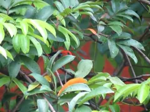 Bobuliar čiernokrídly (Dicaeum trochileum) — správanie, biotop a hlas
