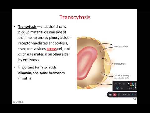 BIOL 314 Vasoreflexes & Blood Capillary Exchange (Ch 20 Part 4)