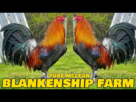 Chris Blankenship Farm West Virginia USA Farm Visit | Beautiful Birds