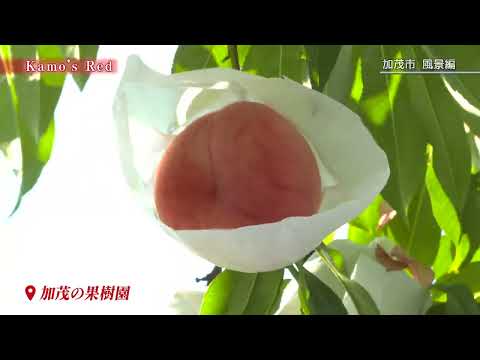 加茂市観光PR動画　風景編