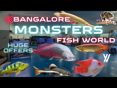 Bangalore Monsters fish world | Wholesale and retail fish farm and Aquarium | Exotic fish Aquarium 