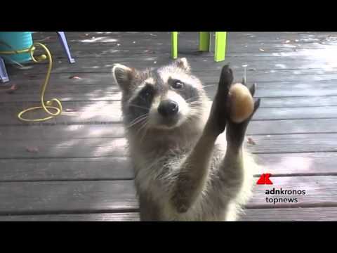 Animali buffi: il procione che bussa alla porta per mangiare...