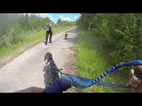 Hard Dog Race [Base] - 2019 06 01, Góra Kamieńsk, Poland