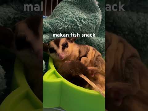 Tiny the sugar glider