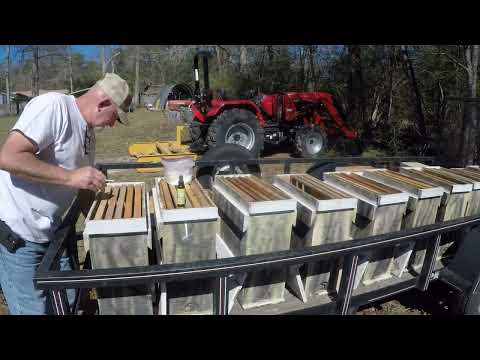 Setting Up Swarm Traps 2024