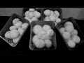 how to #harvest #Button #Mushroom 🍄🍄 #Mushroom #Button #VMr #DMR #Solan #Mushroominhome