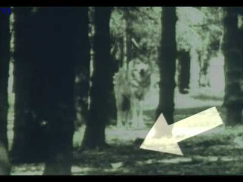 Monty Python - Life or Death Struggle