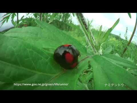 虫の目レンズの世界　6月の虫たち