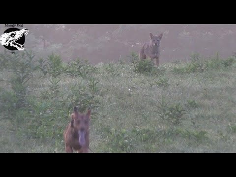 Big Male Coyote Tries To Bully Dog - Coyote Hunting With Decoy Dog