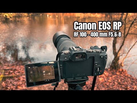 Canon EOS RP | Canon RF 100-400mm f/5.6-8 IS USM | Fotografia Dzikiej Przyrody