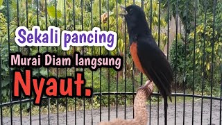 Download lagu PANCINGAN MURAI BATU GACOR. AMPUH SEKALI PANCING LANGSUNG NYAUT mp3