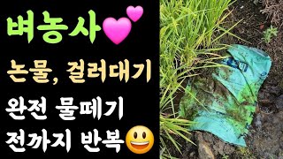 벼농사???? 논물 걸러대기???? 완전 물떼기 전까지 반복???? 왜?