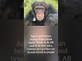 Apes and human beings share blood types.