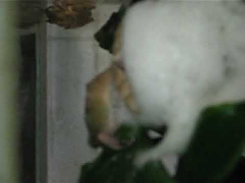 Rhacophorus orlovi making foam nest