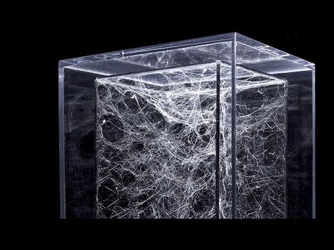 Tomás Saraceno Interview: The Art of Noticing