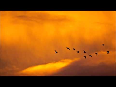 Idriss Chebak x YFM - Fallin