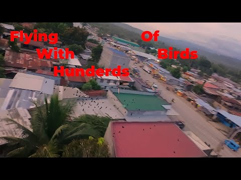 One with the Neo - Kain_niaK (Flying With Hunderds Of Birds)