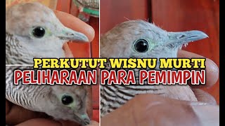 Download lagu PERBEDAAN PERKUTUT WISNU MURTI DENGAN PERKUTUT BIASA mp3