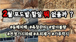 2월달 포도밭 요즘 할일 뭐 없을까?