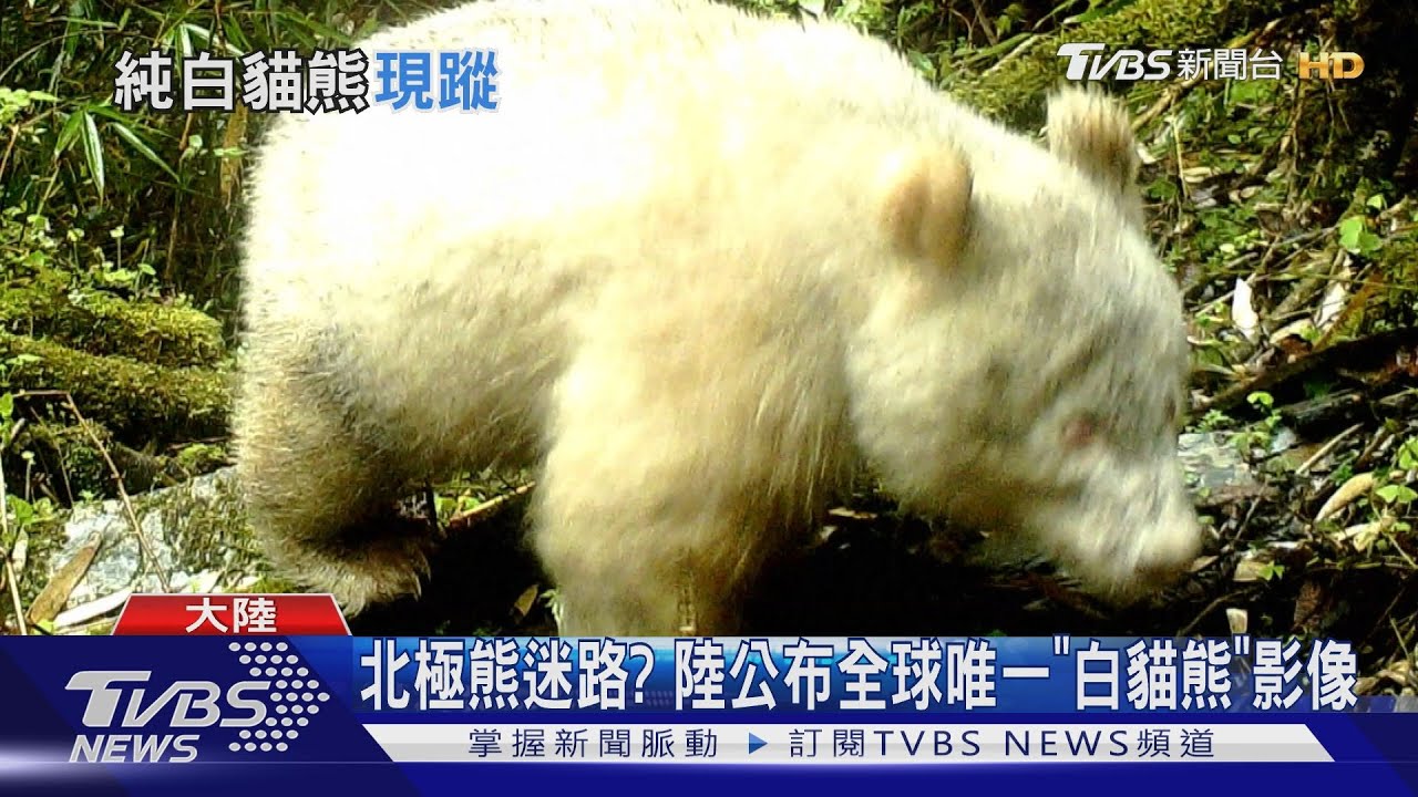 北極熊迷路? 陸公布唯一「白貓熊」影像