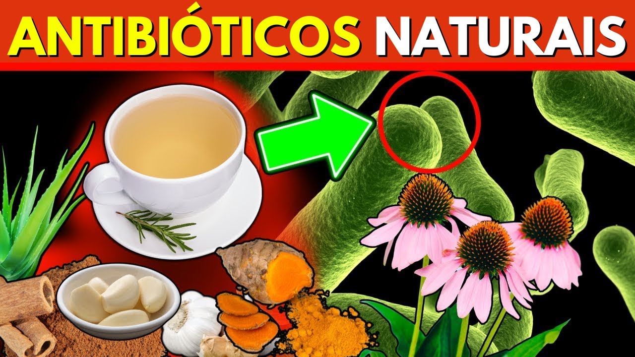 12 Plantas Medicinais com Efeitos Antibióticos Naturais