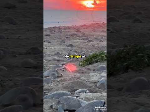 Alcaldesa de México provoca que tortuguitas no lleguen al mar 😔 #viral #noticiasmexico #tortugas