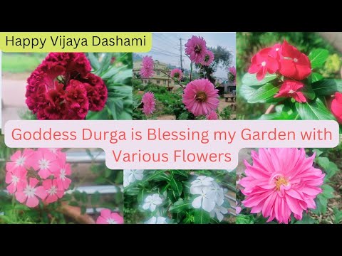 Goddess Durga is Blessing my garden with Various Flowers .