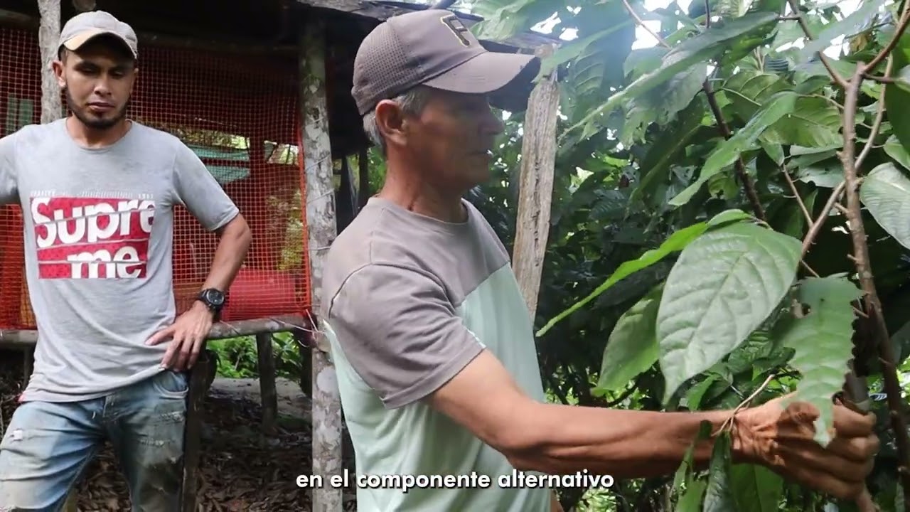 El cacao que transforma territorios - #ProTierraCatatumbo