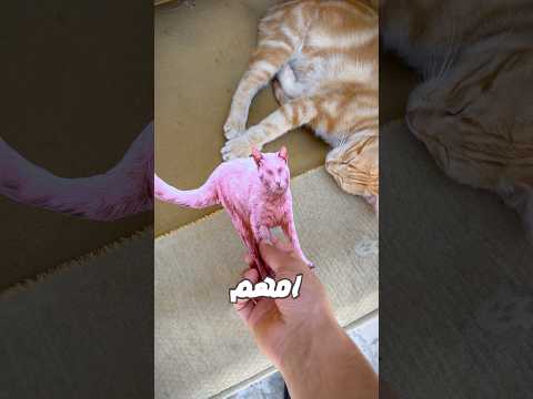 لورسمت على القطة رح تصير زي النمر الوردي😱