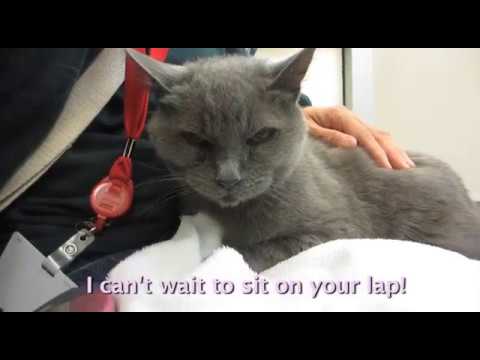 Jasmine, 15-year old spayed female cat with a short, gray coat