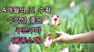 [쿠르쿠마재배]여름철 고소득 작물 쿠르쿠마: 품종소개