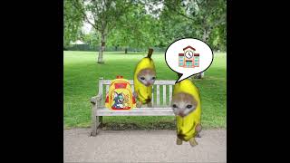 Download lagu Rose Day Celebration! Baby Banana Gives Rose Litchi Cat 😺❤️ #catmemes #cat #shorts #fyp #bananacat mp3