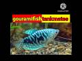 Gourami Fish Best 5 Tankmates Shorts Shortsfeed Pets Aquarium