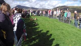 preview picture of video 'Elphin Chicken Day - 2013'