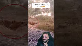 Tigre X javali #biologohenrique #animais #bichoesperto #biologo