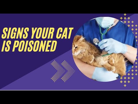 Signs that your cat is poisoned: What to do: #catpoisoning#kittenpoisoningsymptoms