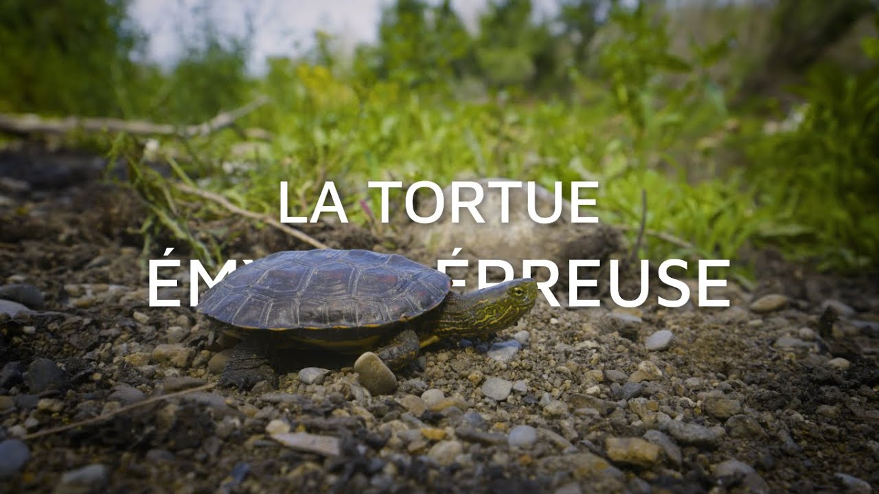 La Tortue Émyde Lépreuse