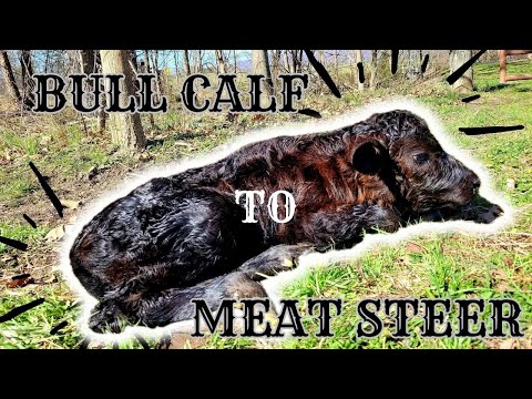 [Raising Our Own Beef] TAGGING and CASTRATING an angus calf - How, When and Why