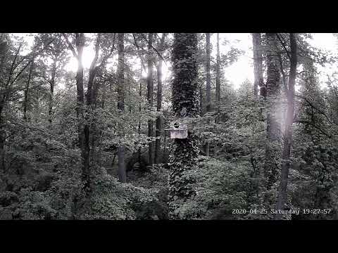 Smyrna Owls Owlet "George" JUMPS from nest 2020