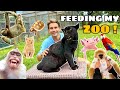 FEEDING MY EXOTIC ANIMAL FARM Tour