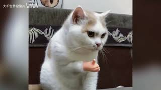 🐱🐶 ねこといぬの神かわいい癒し動画｜見ているだけで幸せになれる最高の瞬間