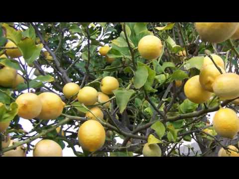 Jak rośnie cytryna - zdjęcia.