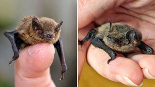 Bumblebee Bat 🦇 The SMALLEST Mammal on Earth!
