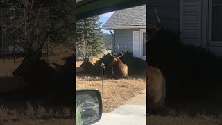 Huge Resting Elk Herd Surrounds Homes || ViralHog
