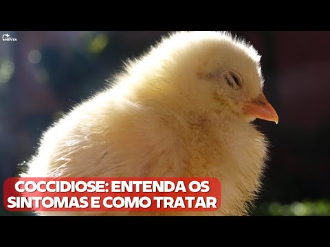 COCCIDIOSIS: understand this disease, SYMPTOMS, PREVENTION and TREATMENT at the Neves breeding fa...