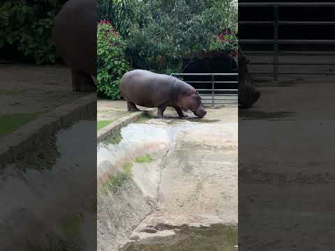 HIPPOS AND PEACOCK AT PARQUE ZOOLOGIC SANTA FE, MEDELLIN, COLOMBIA