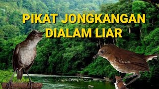 Download lagu Mikat Jongkangan gk mau mendekat?? Coba pancing dengan pikat ini..!! mp3 Download lagu Mikat Jongkangan gk mau mendekat?? Coba pancing dengan pikat ini..!! mp3
