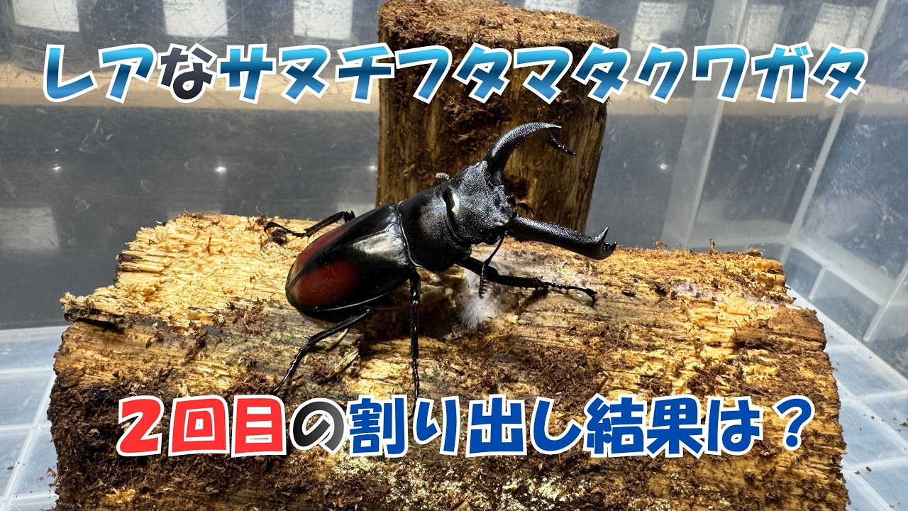 レアなクワガタの２回目の産卵結果は？